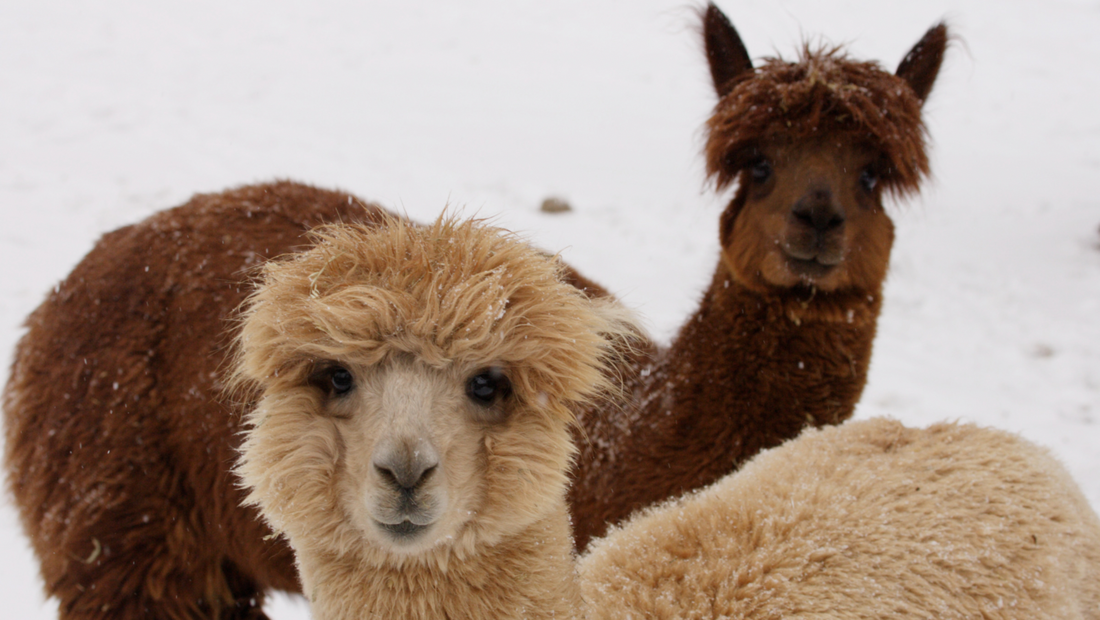 Alpaca Love: The Treasure of the Andes